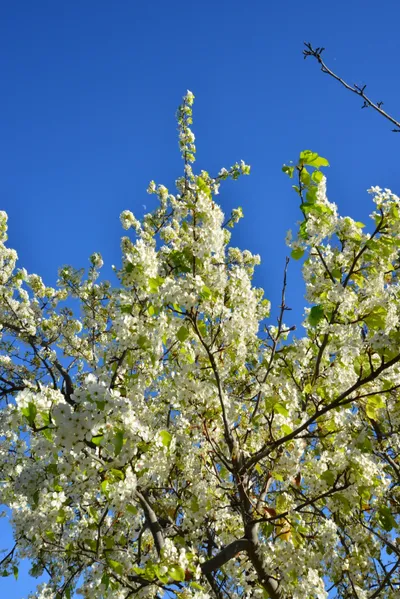 DSC_7214 (Large).JPG